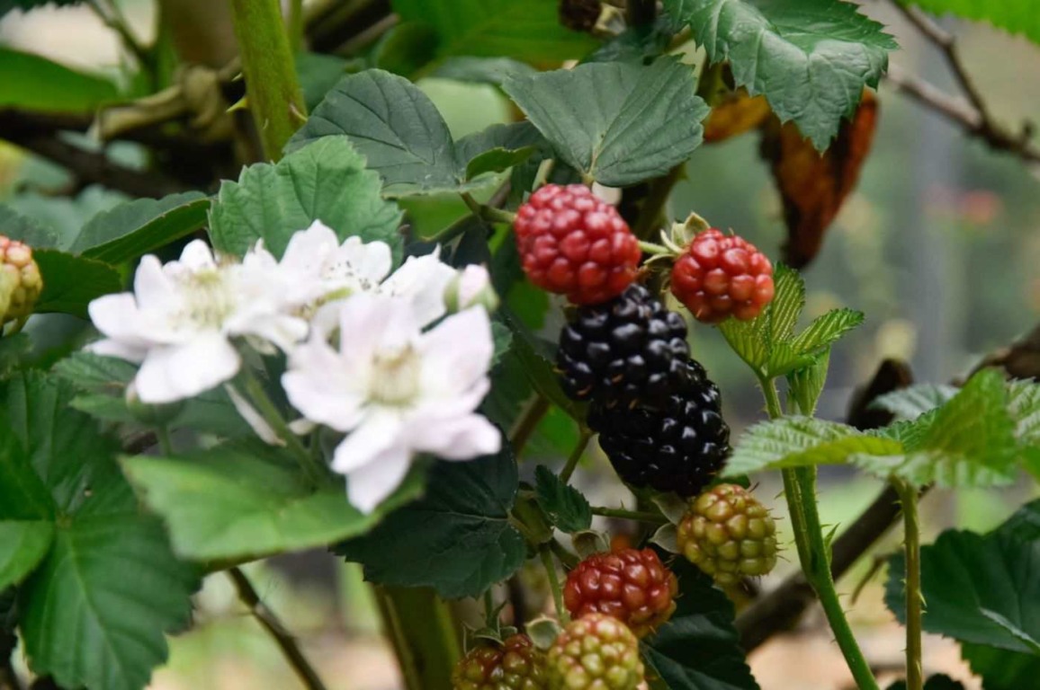 Produção de frutas vermelhas cresce em Jundiaí com agroecologia e comércio
