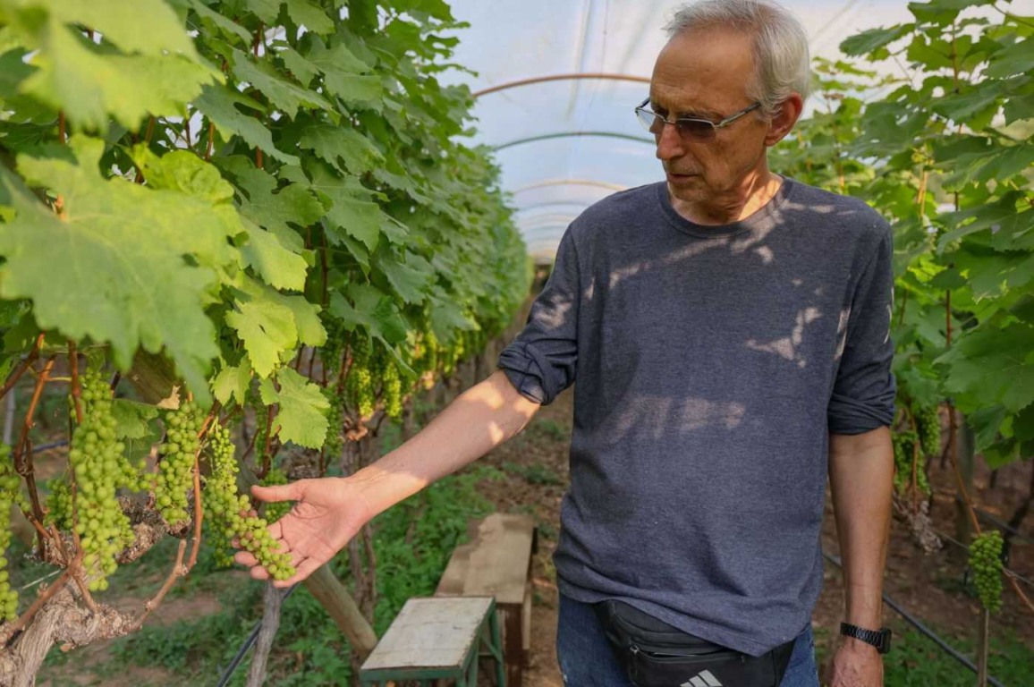 Produtor de uva e outras frutas, Antônio Pizzolante, com as parreiras cobertas. Foto: Prefeitura de Jundiaí