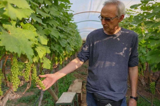 Produtor de uva e outras frutas, Antônio Pizzolante, com as parreiras cobertas. Foto: Prefeitura de Jundiaí