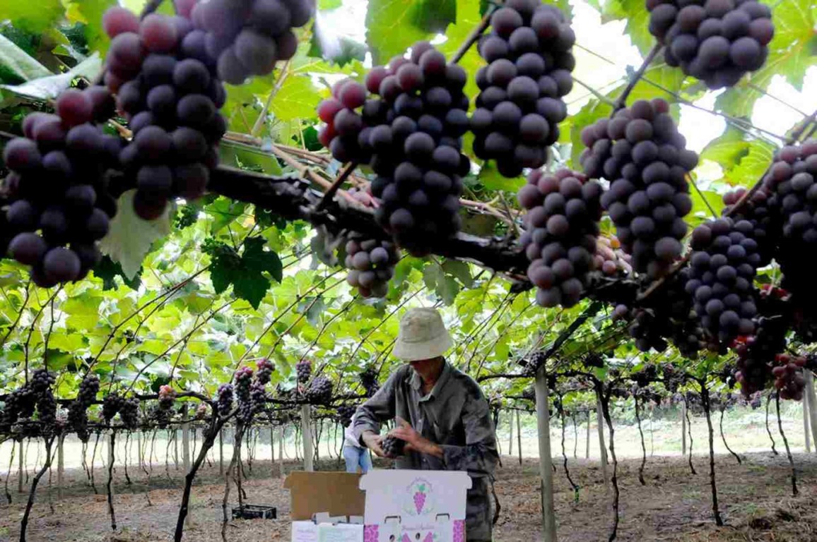 Foto: Prefeitura de Jundiaí