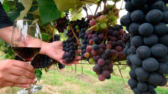 Produtores rurais Jundiaí