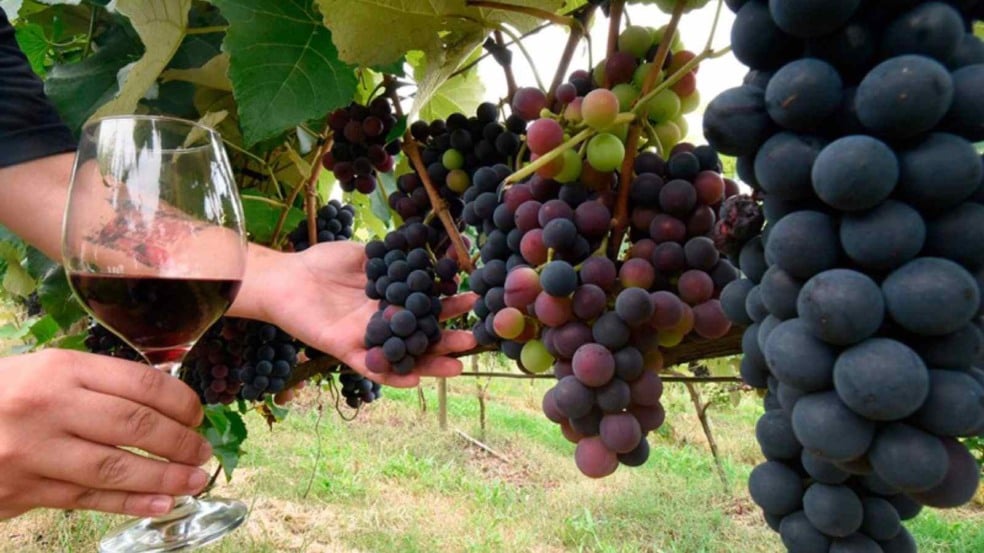 Produtores rurais Jundiaí