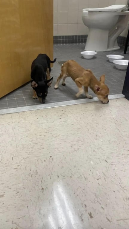 Professora salva 5 filhotes abandonados