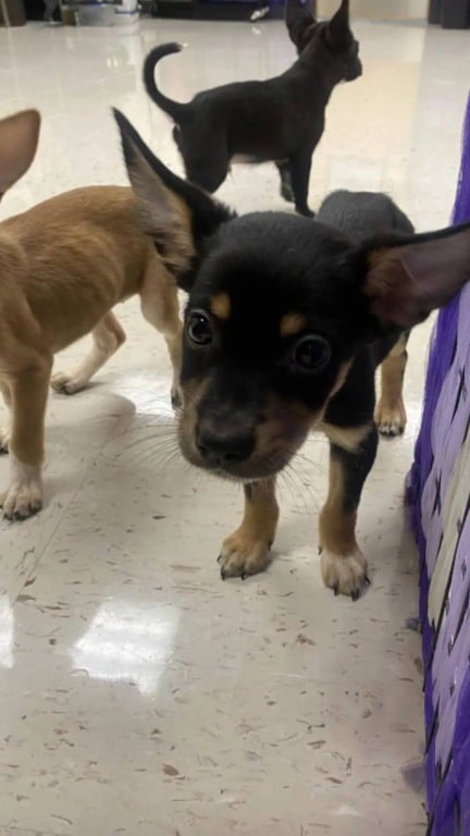 Professora salva 5 filhotes abandonados