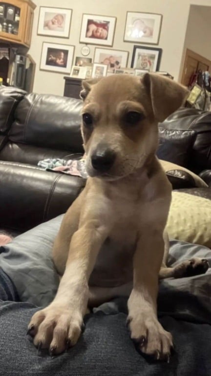 Professora salva 5 filhotes abandonados