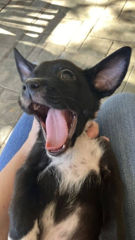 Professora salva 5 filhotes abandonados