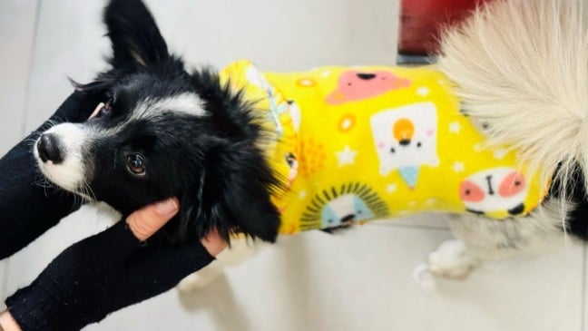 Cachorro com roupinha