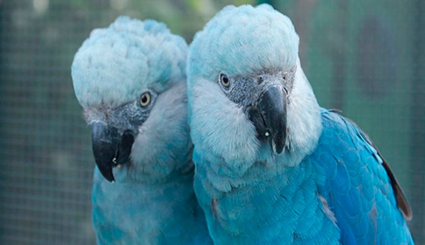 Projeto vai reintegrar ararinhas-azuis na natureza