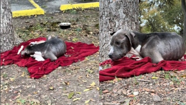 Cachorros abandonados dormindo em cobertor