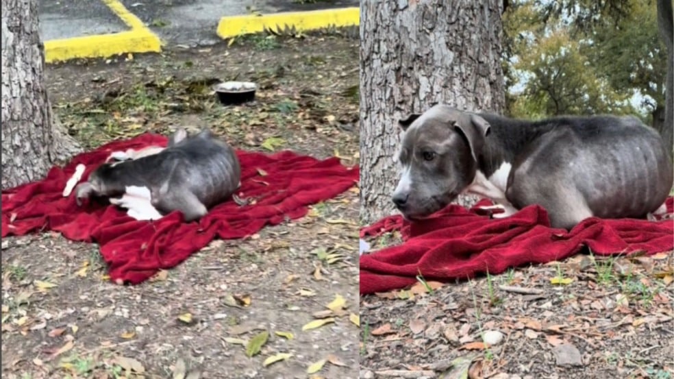 Cachorros abandonados dormindo em cobertor