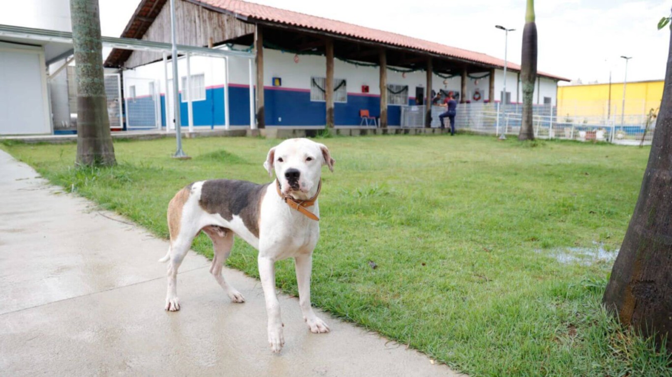 Cachorro da Casa de Passagem de Jundiaí