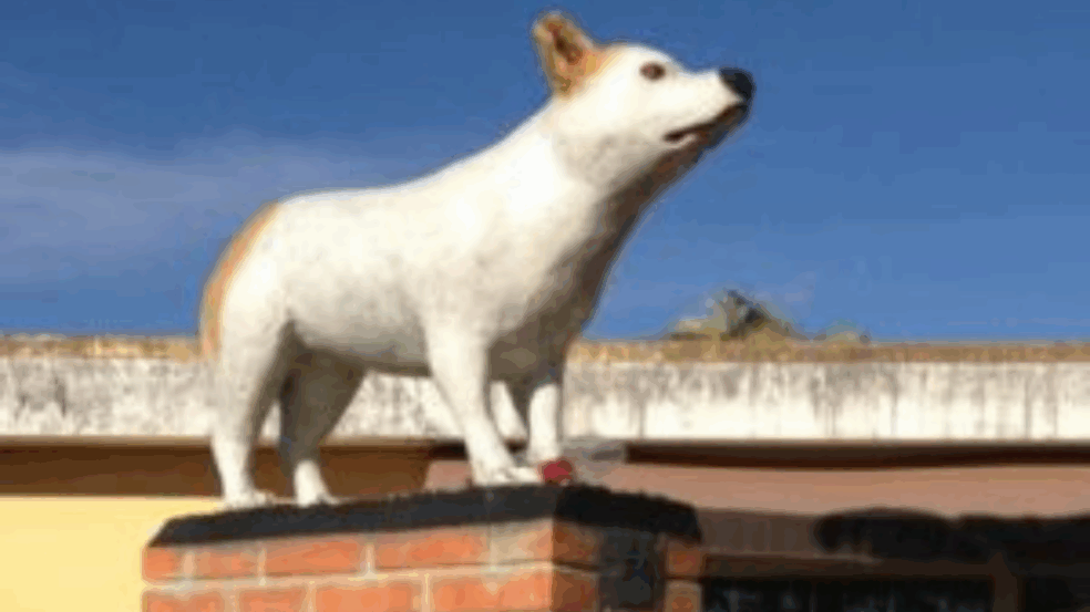 Foto: Divulgação/ Portal Amigo Cão