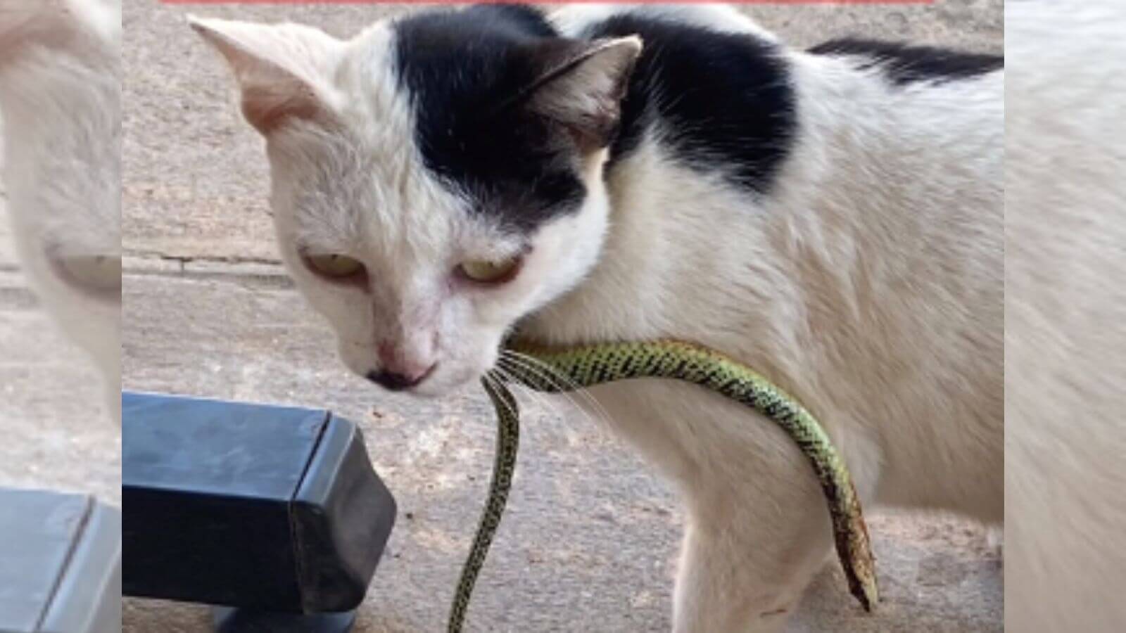 Gato com cobra enrolada no pescoço