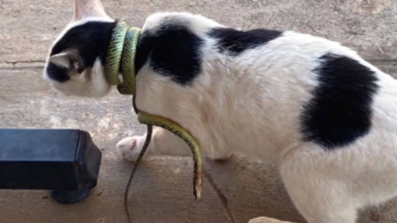 Gato com cobra enrolada no pescoço