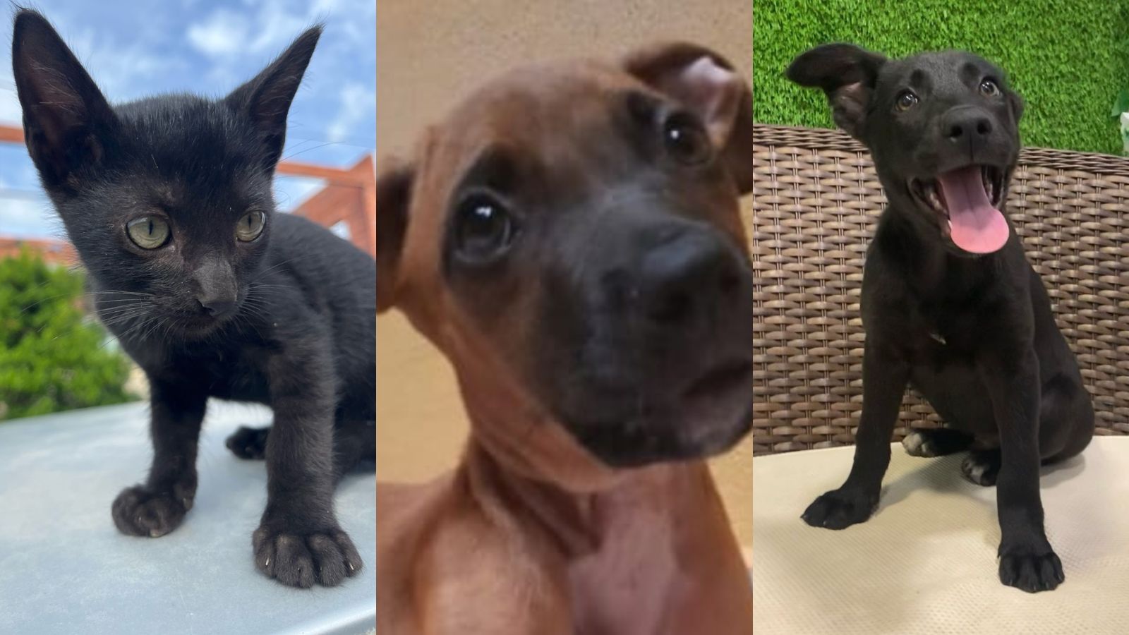 Animais que estarão na feira do Grupo Patinhas