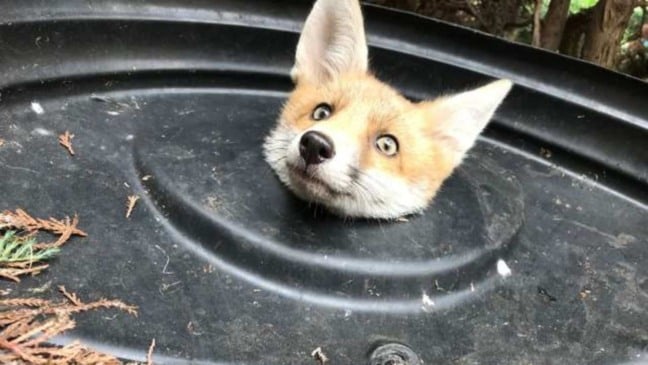 (Foto: Reprodução/catiororeflexivo)