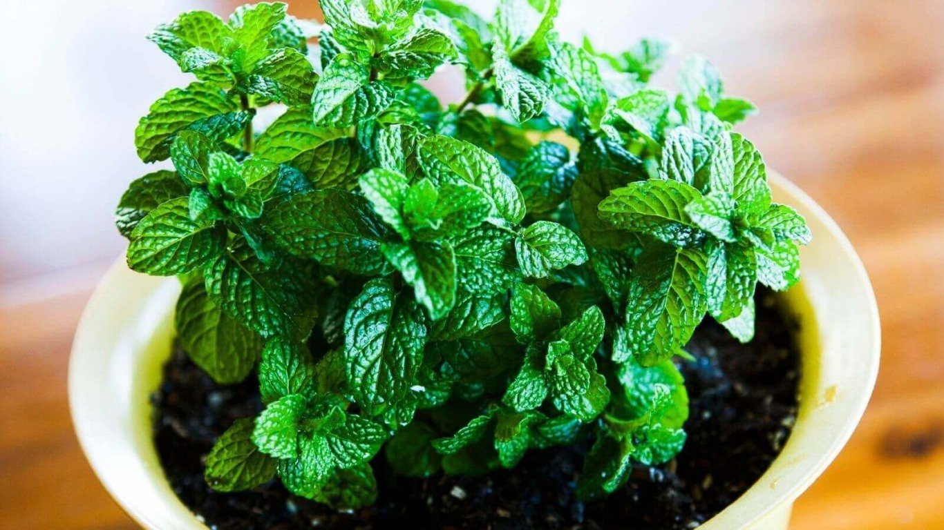 Plantação de hortelã em vaso