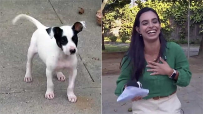 Cachorro e repórter