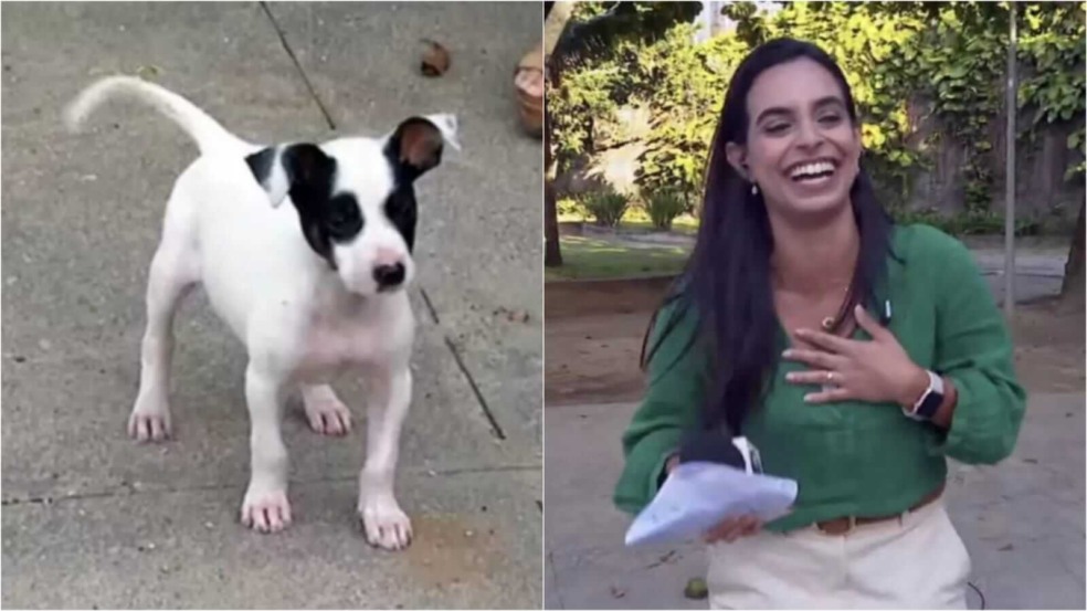 Cachorro e repórter