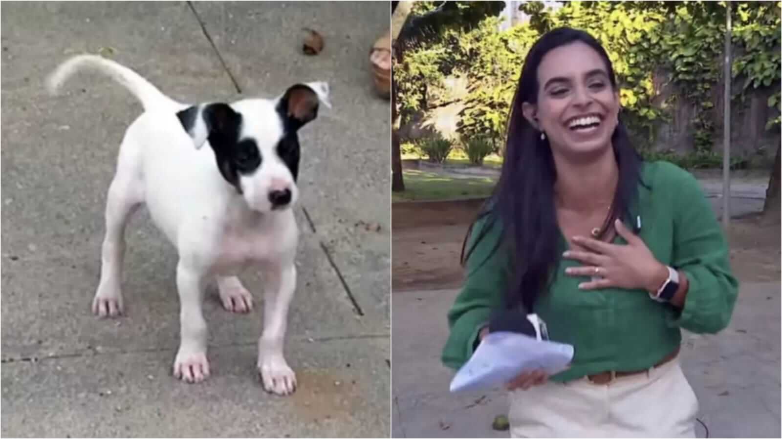 Cachorro e repórter