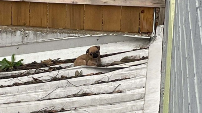 Foto: Facebook/Austin Animal Center