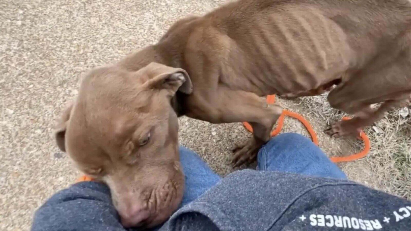 Resgate de cachorro magricela abandonado alerta para a importância da adoção