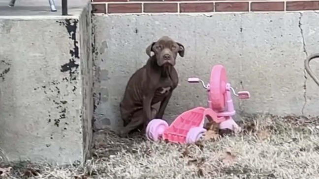 Resgate de cachorro magricela abandonado alerta para a importância da adoção