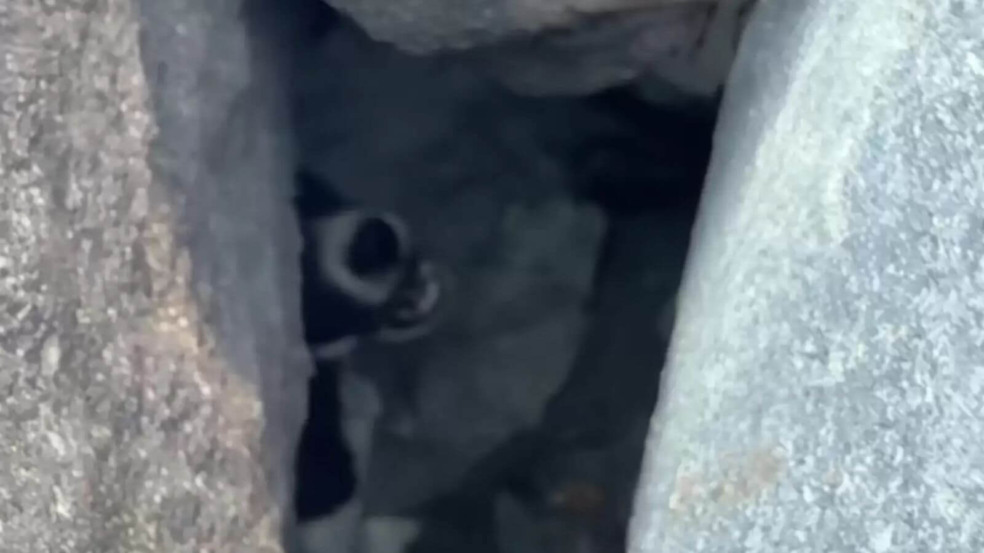 Foto: Bali Animal Welfare Association