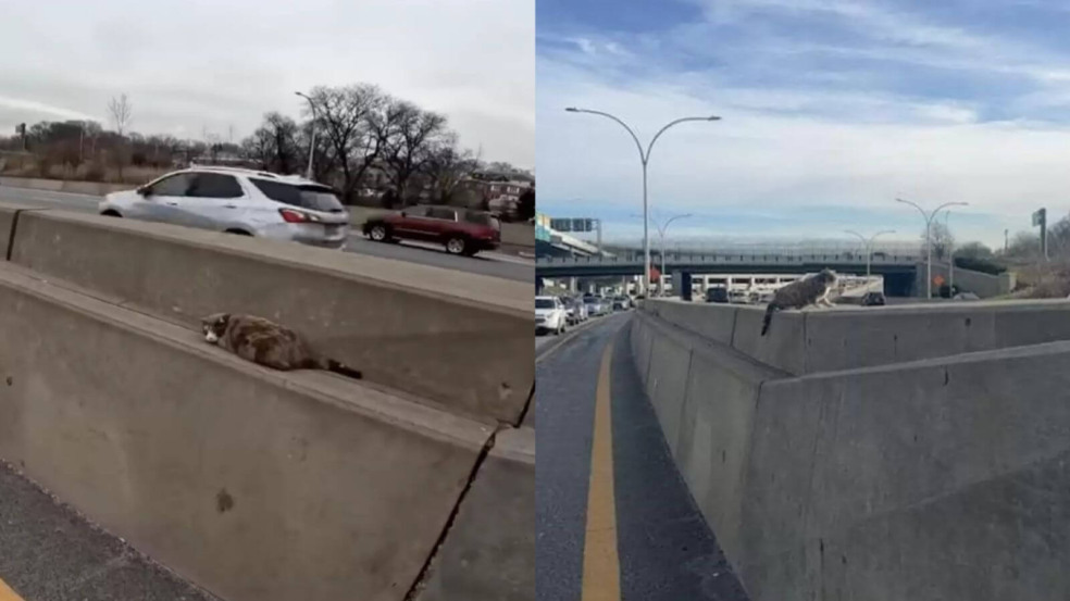 Gato perdido resgatado em rodovia