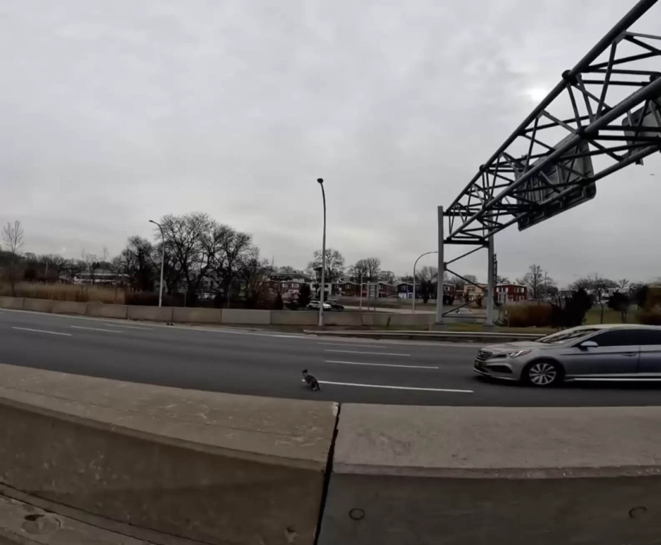 Gato perdido resgatado em rodovia