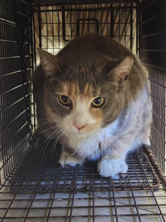 Gato perdido resgatado em rodovia