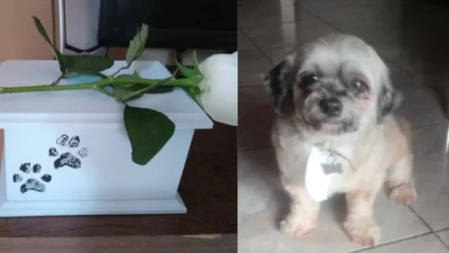 Cachorro e urna com cinzas de cachorro