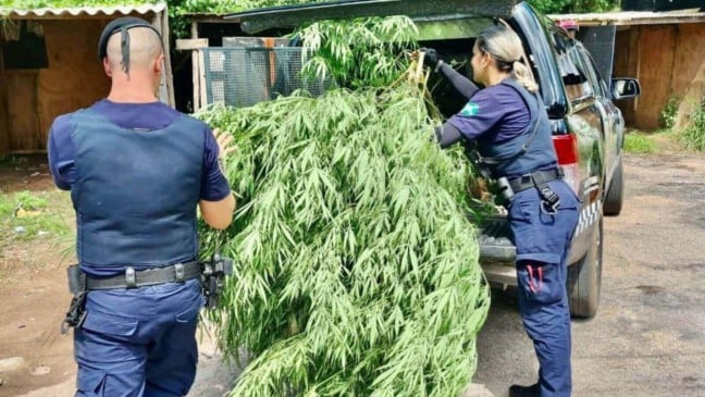 Ronda Escolar apreende pé de maconha de 2 metros em Campo Limpo Paulista