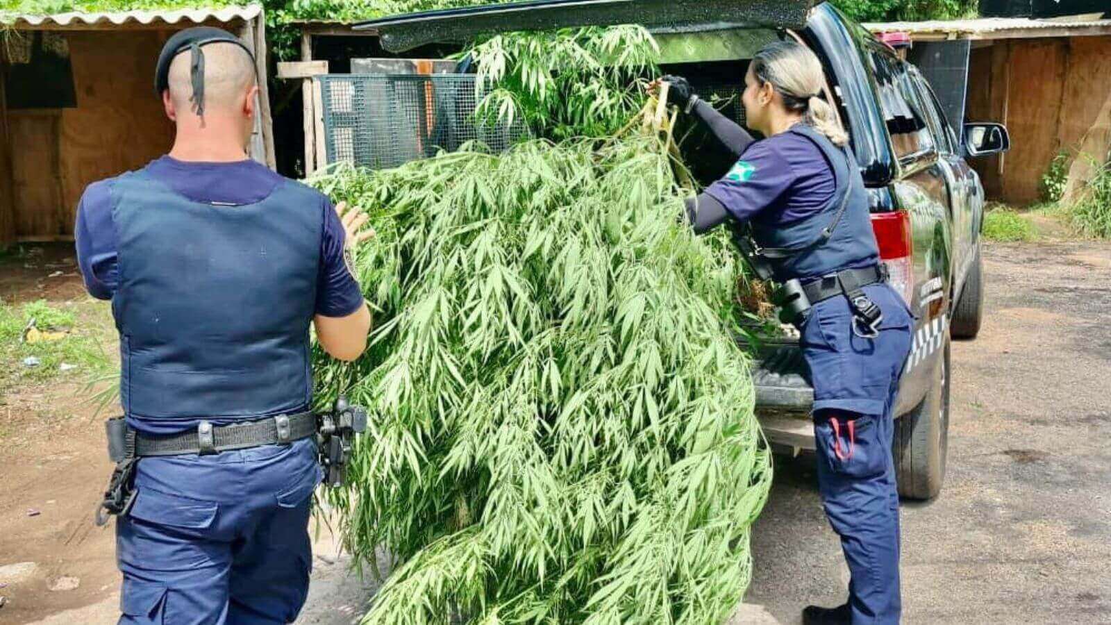 Ronda Escolar apreende pé de maconha de 2 metros em Campo Limpo Paulista