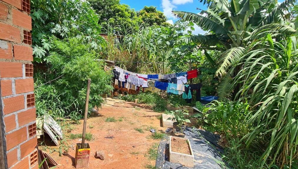 Ronda Escolar apreende pé de maconha de 2 metros em Campo Limpo Paulista