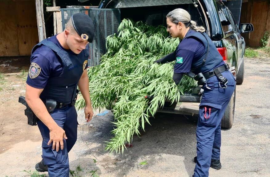Ronda Escolar apreende pé de maconha de 2 metros em Campo Limpo Paulista