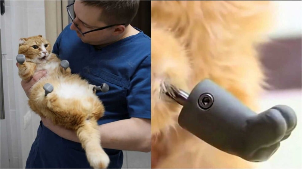 Homem segurando gato com patas biônicas