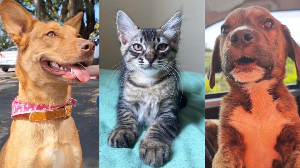 Foto: Divulgação/Focinho Feliz