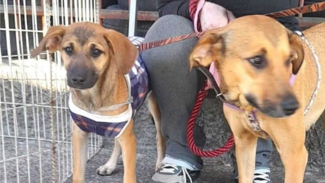 Cachorros disponíveis para adoção