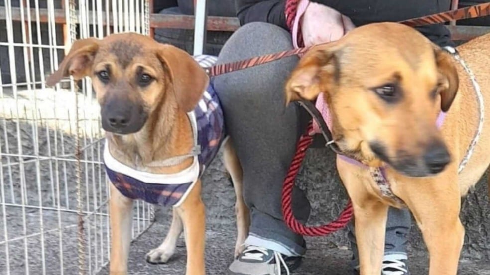 Cachorros disponíveis para adoção