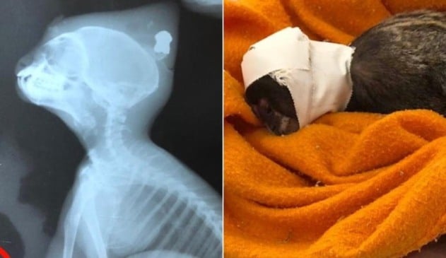 Sagui com tiro na cabeça morre em Jundiaí