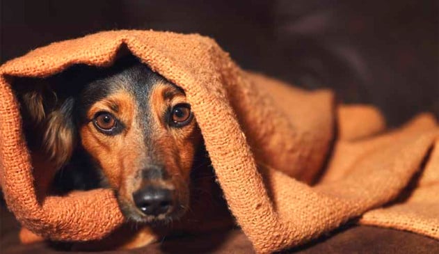 Cachorro vira-lata coberto com edredom