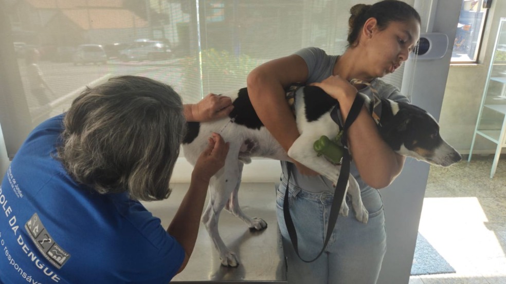 Cachorro tomando vacina