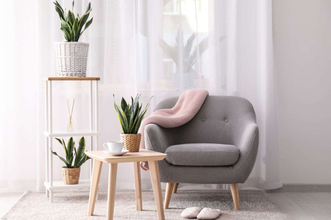 6 plantas que purificam o ar: um toque verde para ambientes mais saudáveis