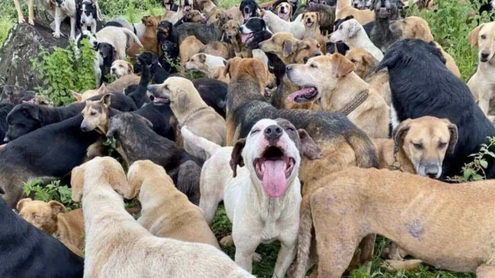 Foto: Territorio de Zaguates