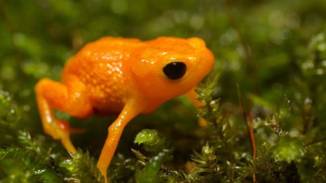 (Foto: Canva/Maria Ogrzewalska)