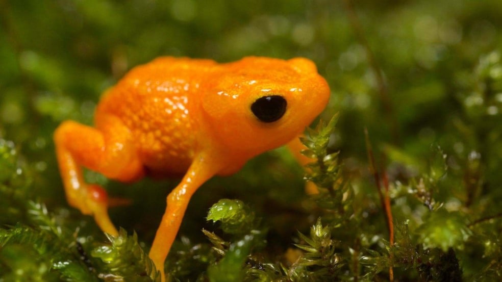 (Foto: Canva/Maria Ogrzewalska)