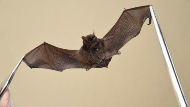 Saúde Ambiental de Jundiaí identifica três morcegos positivos para raiva no Rio Acima