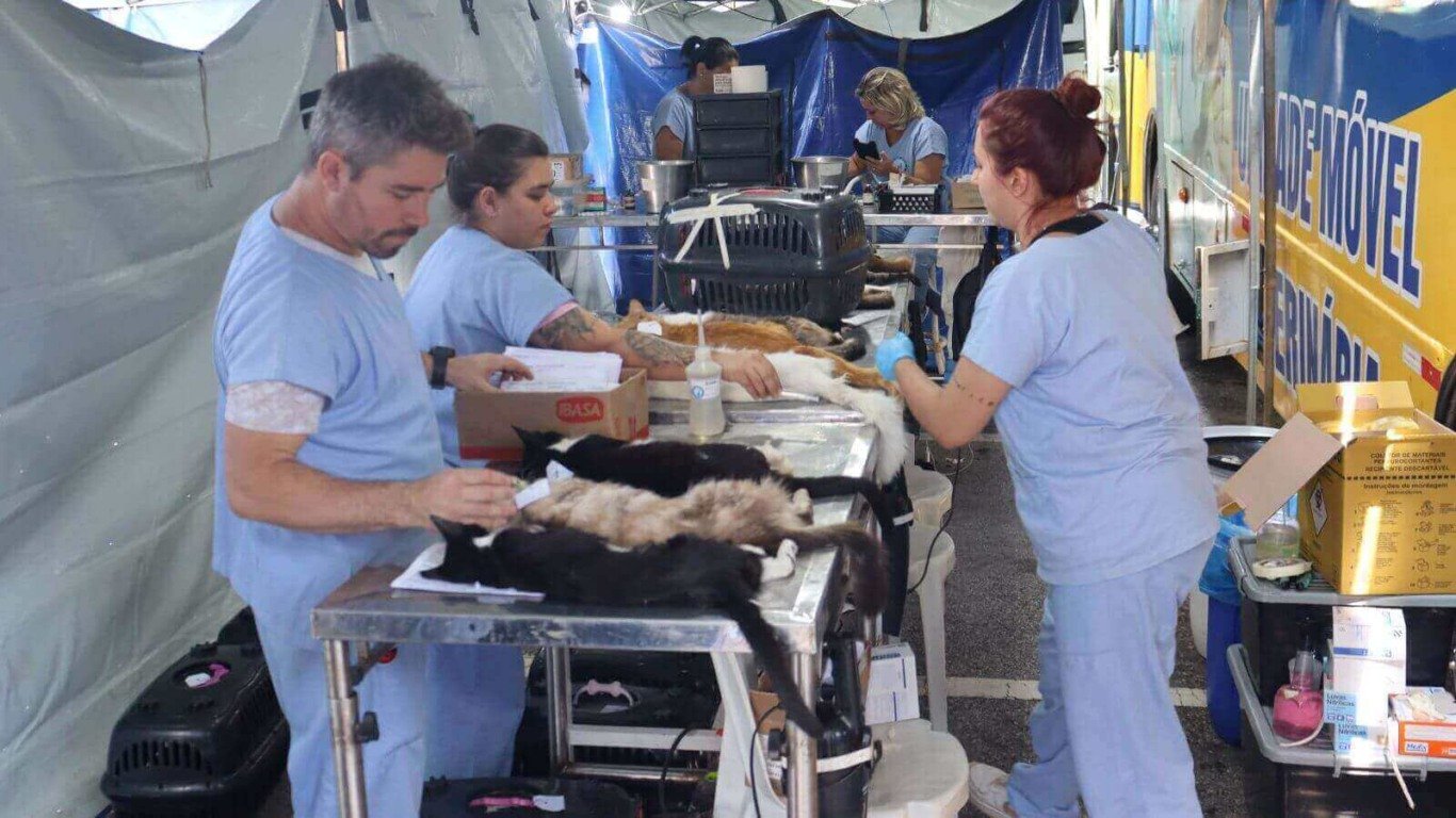 Castração de gatos