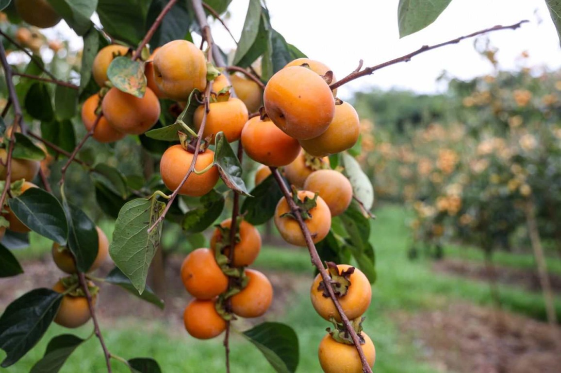 Segunda fruta mais produzida de Jundiaí, safra de caqui é destaque na cidade Segunda fruta mais produzida de Jundiaí, safra de caqui é destaque na cidade